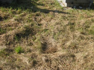 Grób Stefan Szabelski