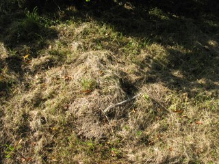 Grób Izabela Kamińska