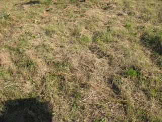 Grób Dziecko  Wypych