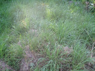 Grób Dariusz Chałabiś